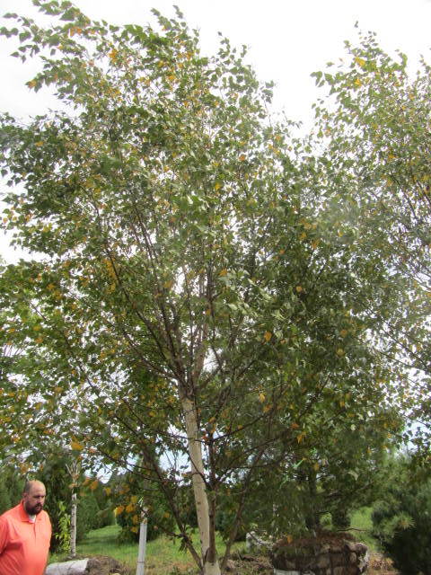Birch