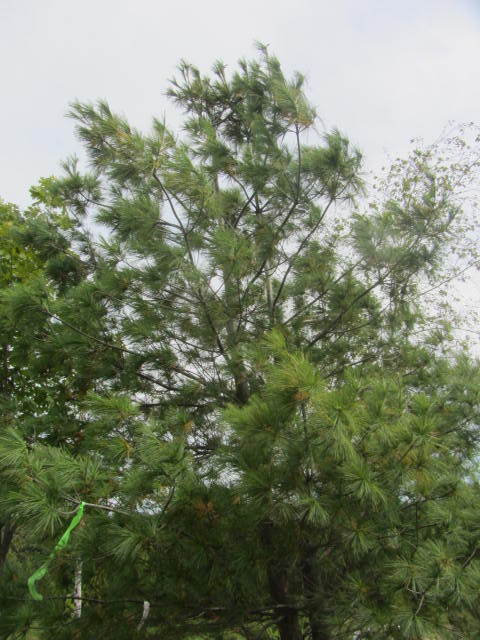 White Pine