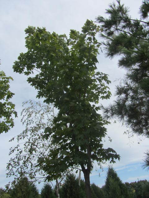 Maple
