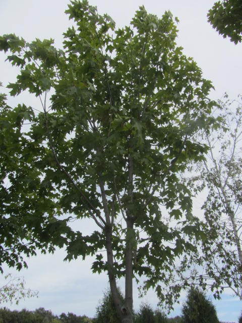 Maple