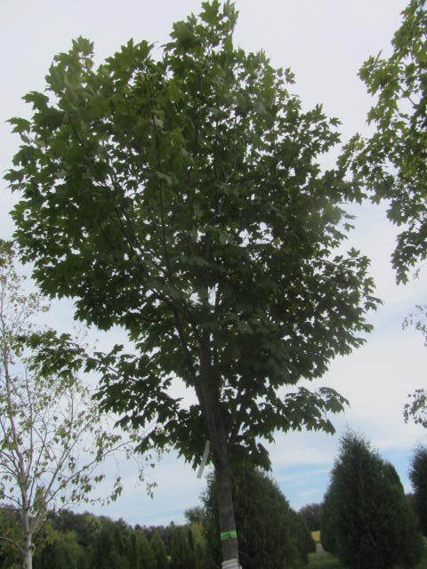 Maple