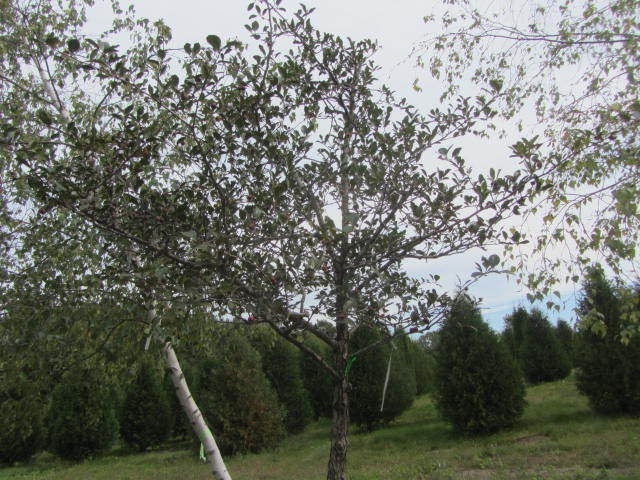 Thornless Hawthorne