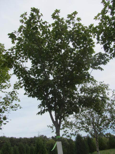 Maple