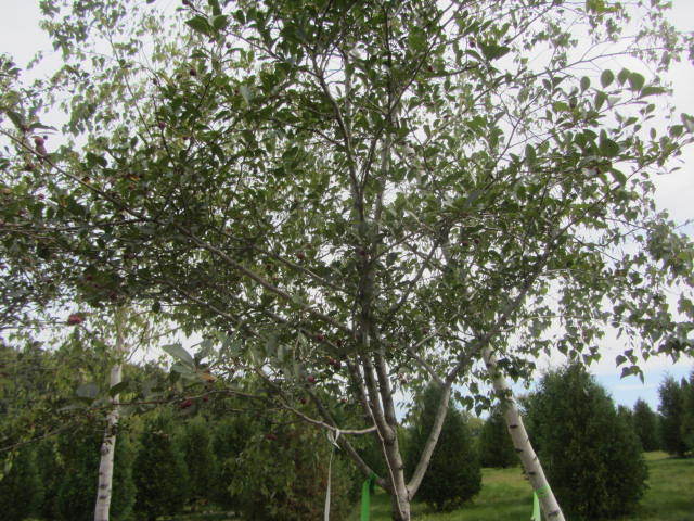 Thornless Hawthorne