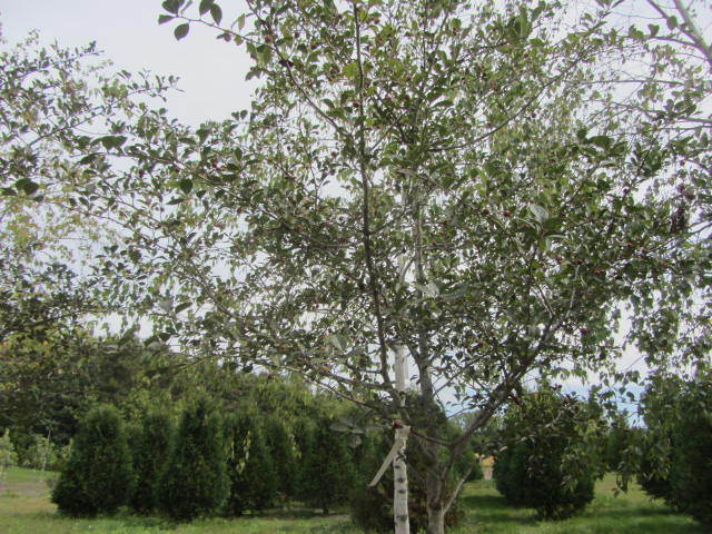 Thornless Hawthorne