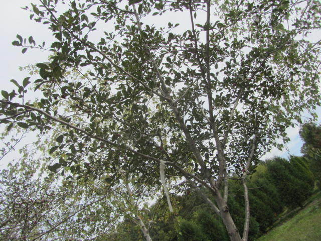 Thornless Hawthorne