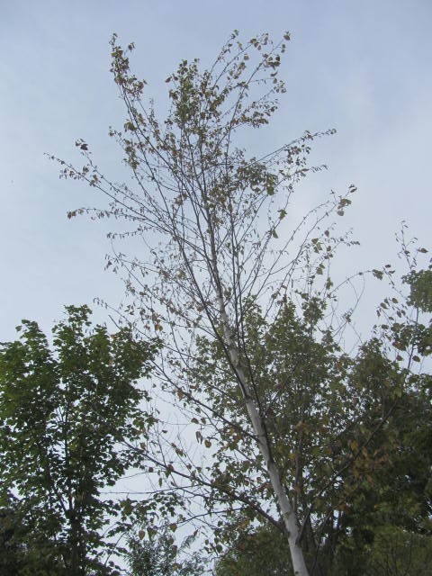 Birch