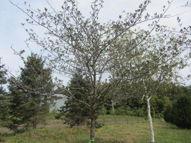 Thornless Hawthorne