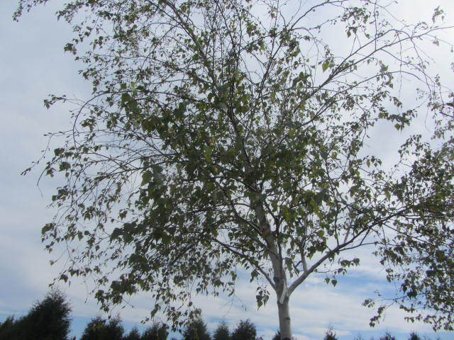 Birch