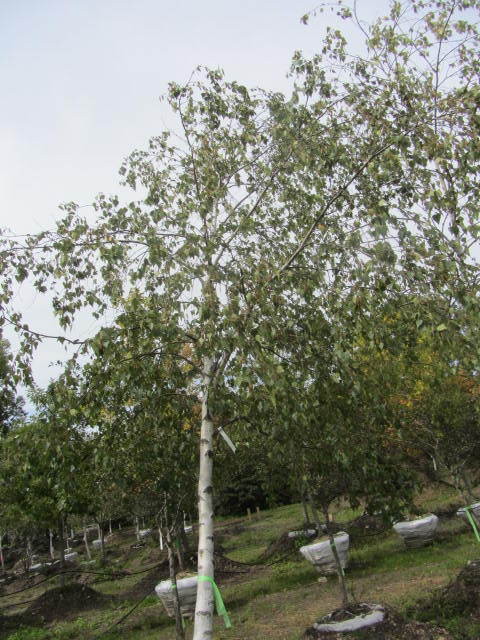 Birch