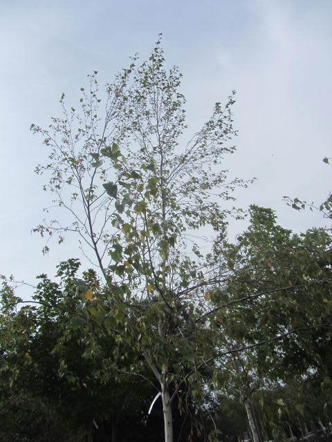 Birch
