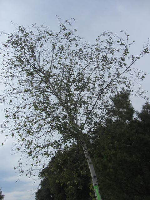 Birch