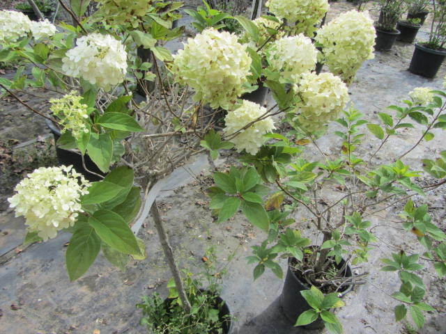 Limelight Hydrangea