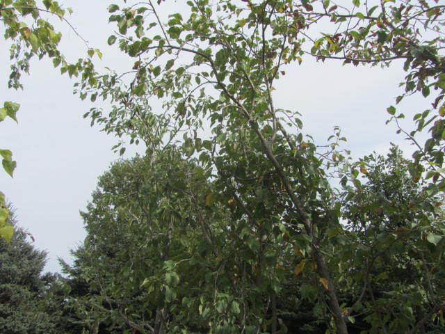 Honeycrisp Apple
