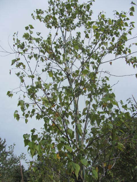Birch