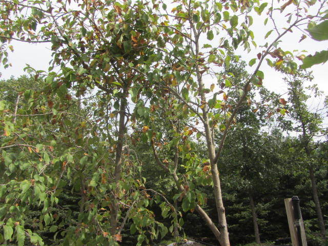 Honeycrisp Apple