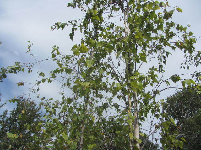 Birch