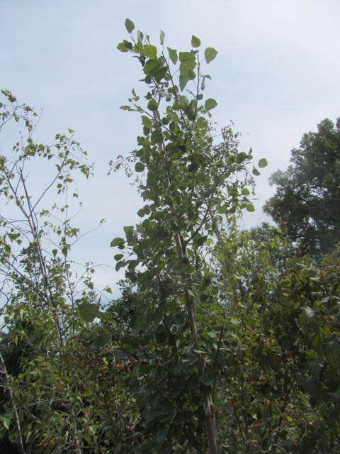 Quaking Aspen
