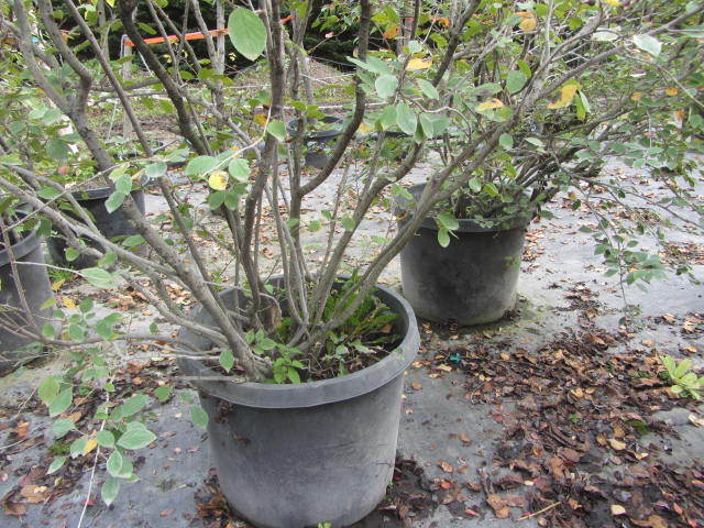 Serviceberry Shrubs