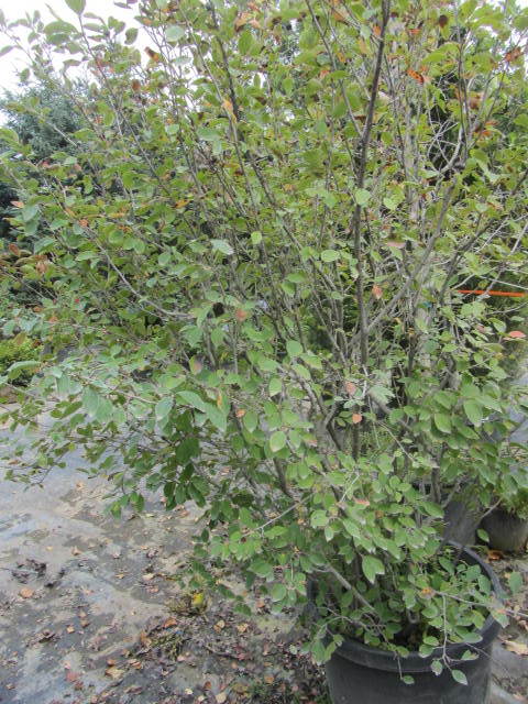 Serviceberry Shrubs