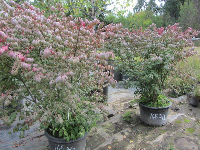 Burning Bush