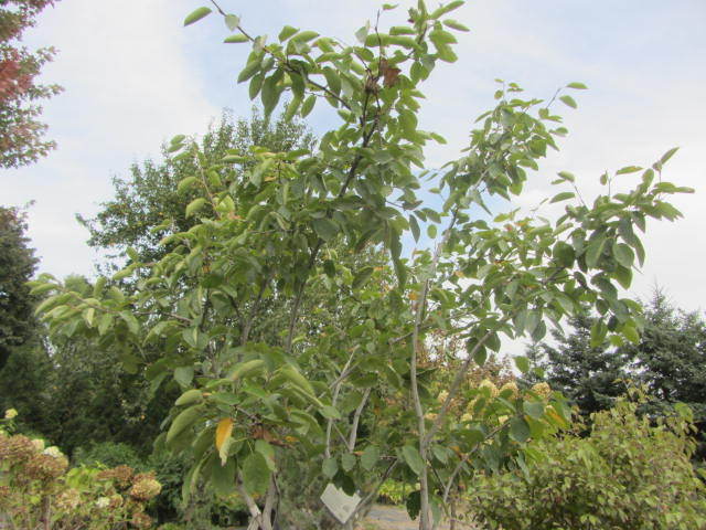 Serviceberry Tree