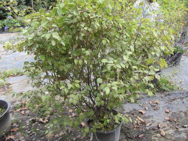 Blue Muffin Viburnum