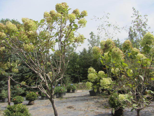 Hydrangea, Tree Form