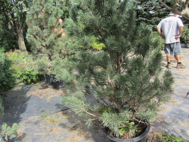 Tannenbaum Muho
