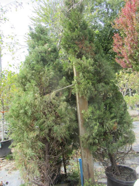 Juniper