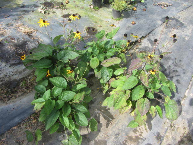 Rudbeckia