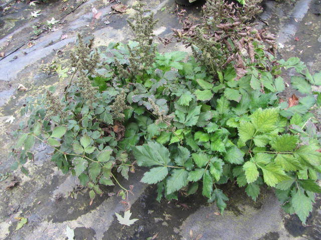Astillbe