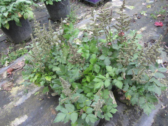 Astillbe