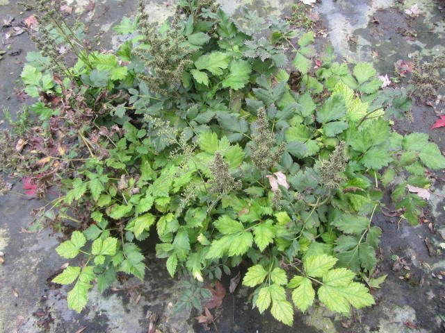 Astillbe