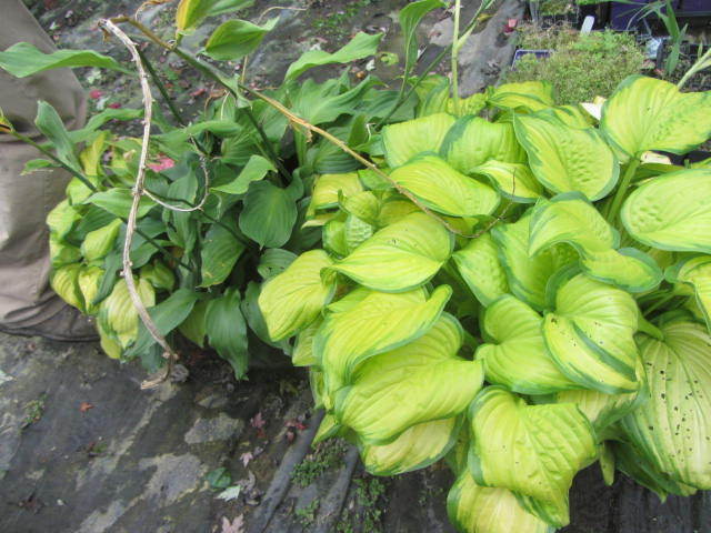 Hosta