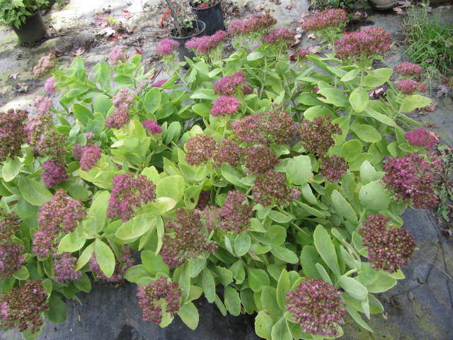 Sedum