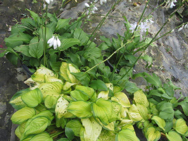 Hosta