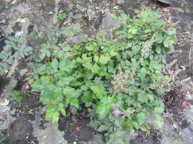 Astillbe