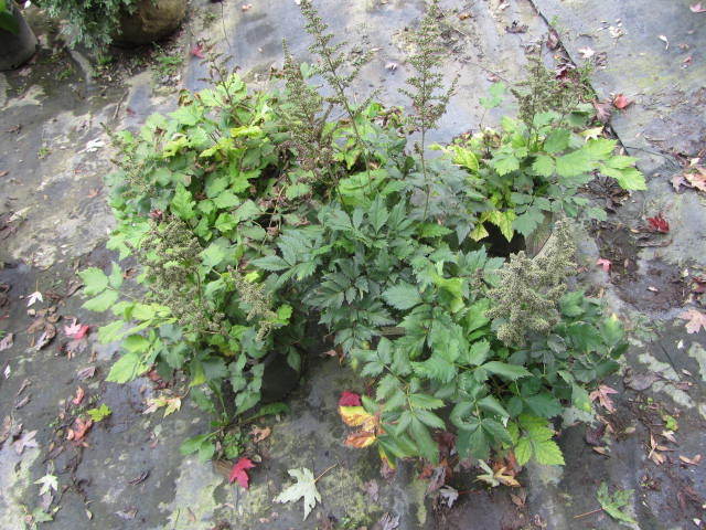 Astillbe