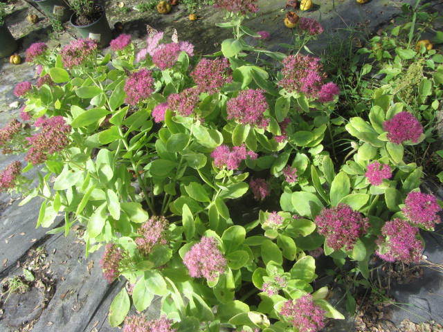 Sedum