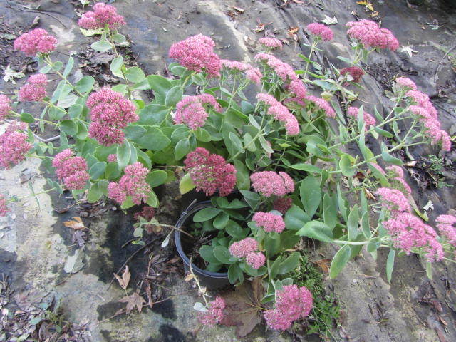 Sedum