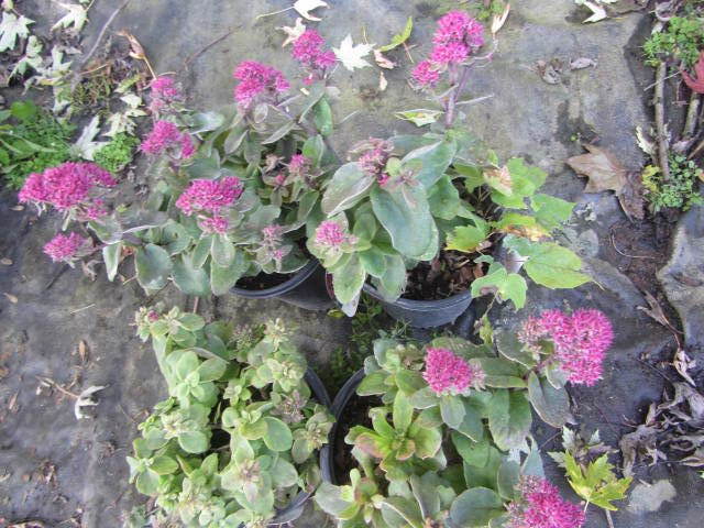Sedum