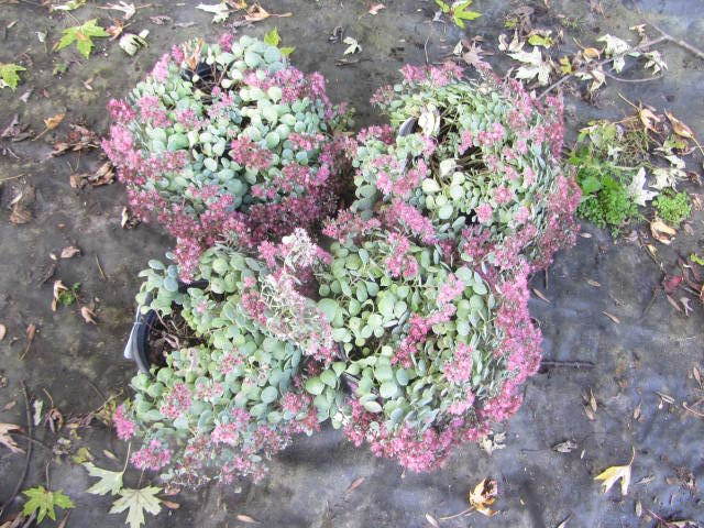 Sedum