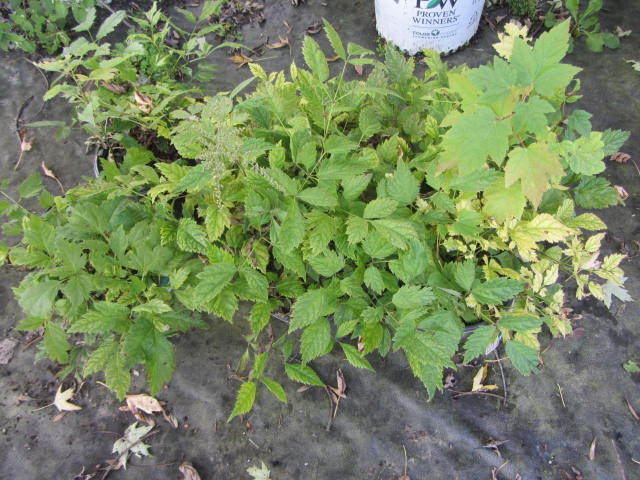 Astillbe