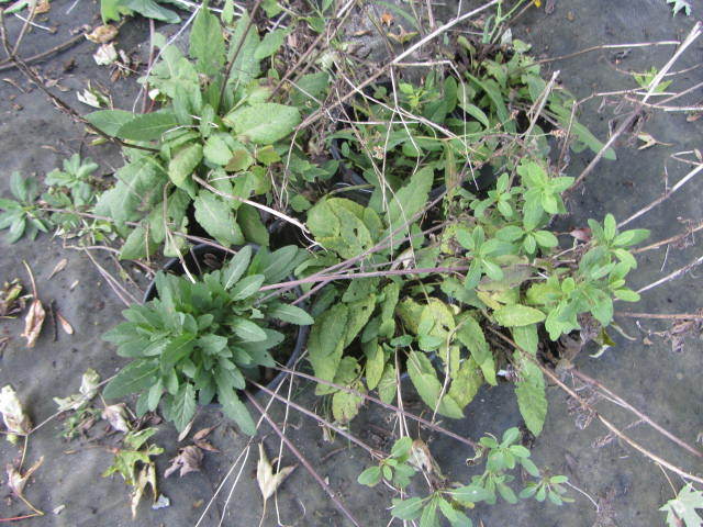 Salvia