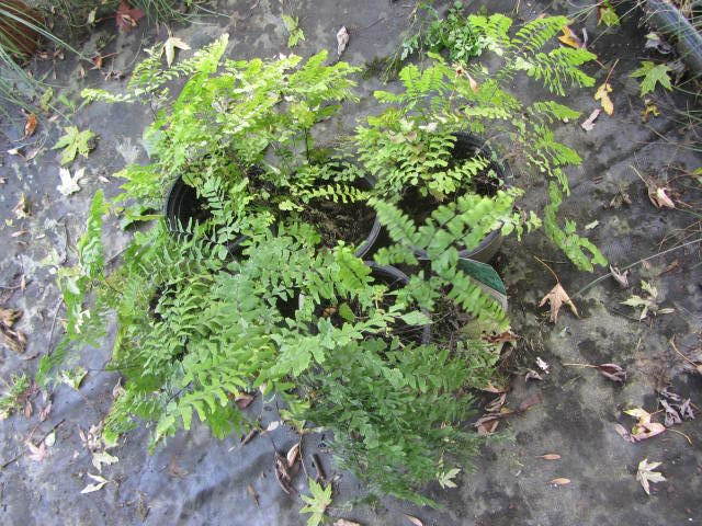 Maidenhair Fern