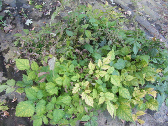 Astillbe