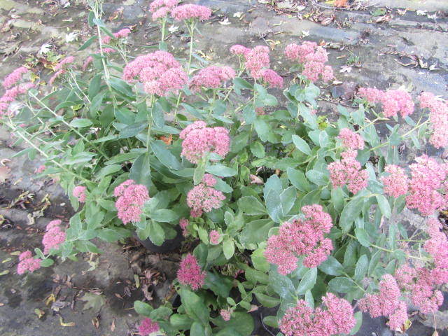 Sedum