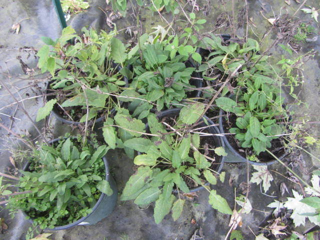 Salvia