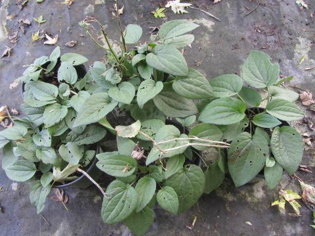 Rudbeckia